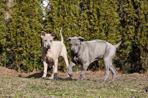 Thai Ridgeback: Charakter