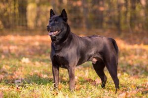 Thai Ridgeback: ein Hund mit Rückenkamm