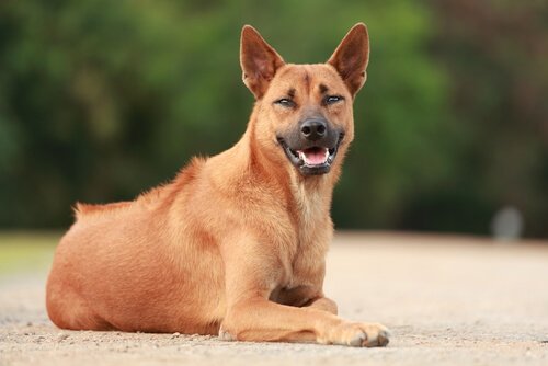 Thai Ridgeback: Merkmale