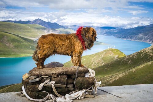 Tibetanischer Mastiff