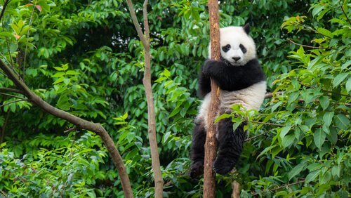 Tiere aus China: der Pandabär ist am bekanntesten.