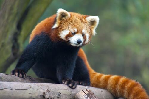 Tiere aus China: der Rote Panda ähnelt dem Waschbären.