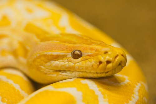 Tiere im Feng Shui, gelbe Schlange