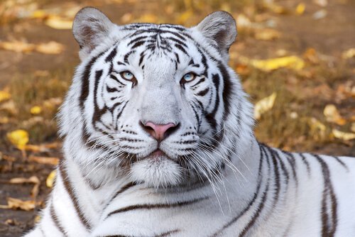 Tiere im Feng Shui, weißer Tiger