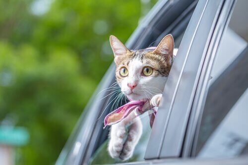 Tipps für die Autofahrt