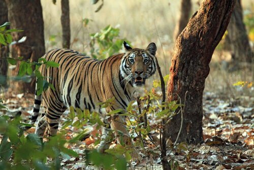 Unterarten der Tiger: Bengal-Tiger
