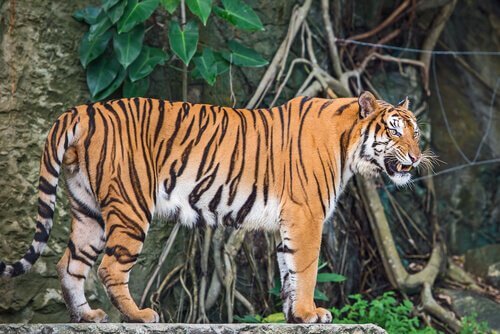 Unterarten der Tiger: Indochinesischer Tiger
