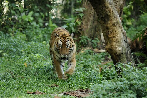 Unterarten des Tigers: Malaysia-Tiger