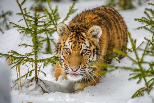 Unterarten der Tiger: Sibirischer Tiger