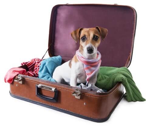 Urlaub mit Hund: Hund sitzt im Koffer