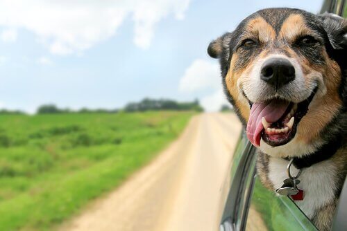 Urlaub mit Hund: Hund mit wehender Zunge