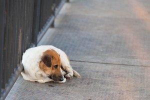 Verlust eines Haustieres: wie finde ich meinen Vierbeiner wieder?