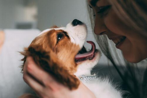 Verstehen Hunde den menschlichen Gesichtsausdruck? Sogar die Herzfrequenz erhöht sich bei negativen Emotionen.