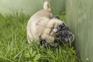 Warum fressen Hunde Gras?