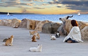 Warum müssen Katzenkolonien kontrolliert werden?