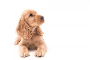 Welpenerziehung, damit dich dein Hund von klein auf respektiert
