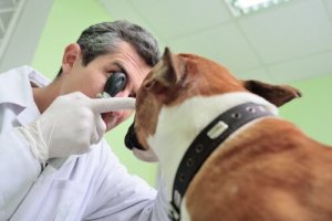 Wie kannst du feststellen, ob dein Hund schlecht sieht?