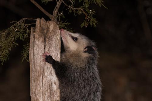 Wissenswertes über das Opossum: es kann sich tot stellen