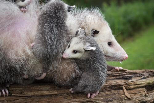 Wissenswertes über das Opossum: es ist ein Beuteltier.