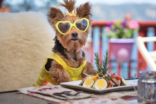Yorkshire Terrier mit Salat