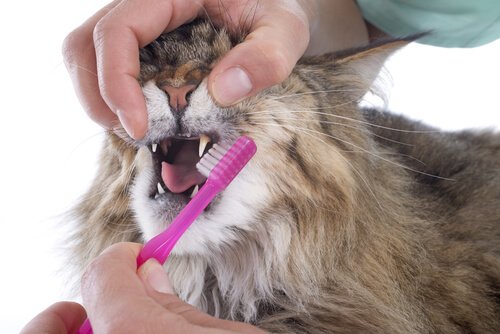 Katze bekommt ihre Zähne geputzt
