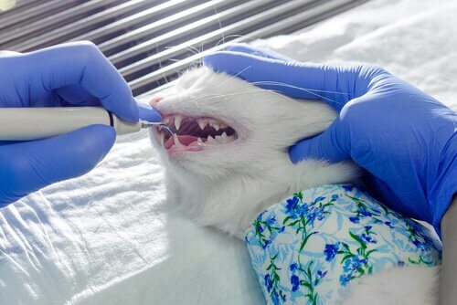 Zahnreinigung bei Katzen Schritt für Schritt