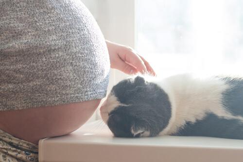 Mythen über Schwangerschaft und Katzen