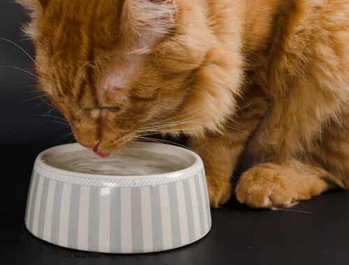 Sommerrezepte - Katze trinkt Wasser