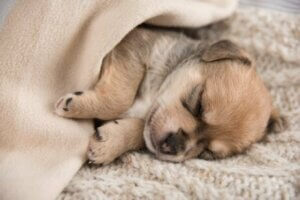Grundausbildung - schlafender Welpe