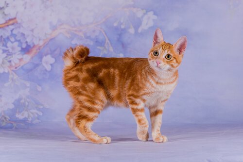 5 asiatische Katzenrassen: Japanese Bobtail