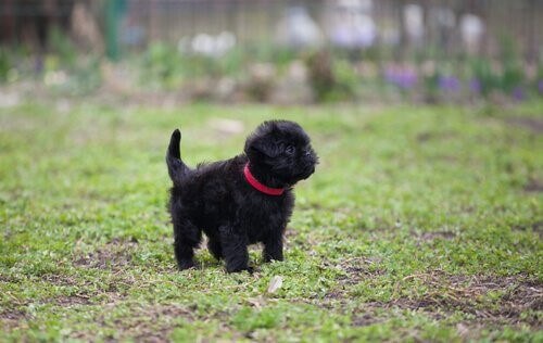 Affenpinscher