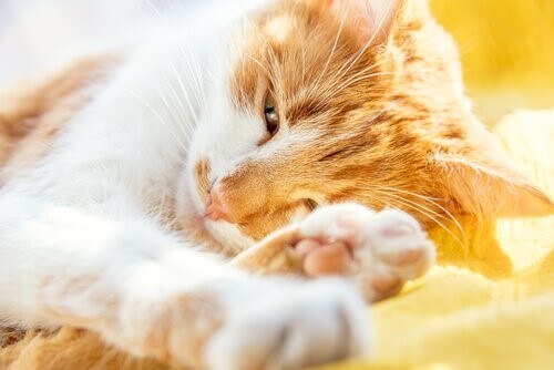 Altersdemenz bei Katzen: Symptome und Behandlung