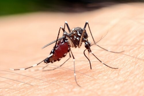 Anopheles