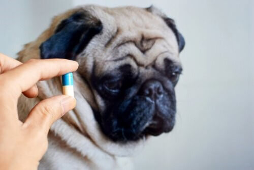 Ist es gut, deinem Haustier Antibiotika zu geben?