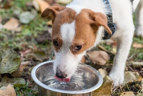 Welches Wasser kann mein Haustier trinken?