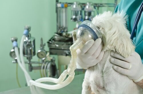 Was tun, wenn bei einem Hund Atemprobleme auftreten?