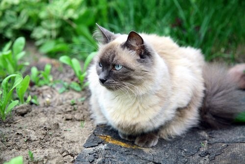 Balinesenkatze