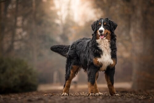 Berner Sennenhund: gutmütige und freundliche Hunderasse