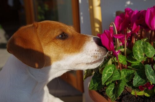 Hundehütte - Hund riecht an Blume