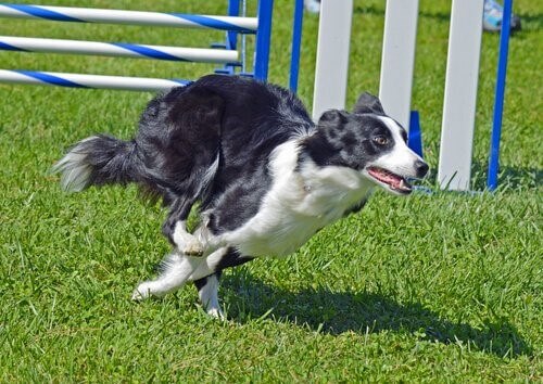 Collie