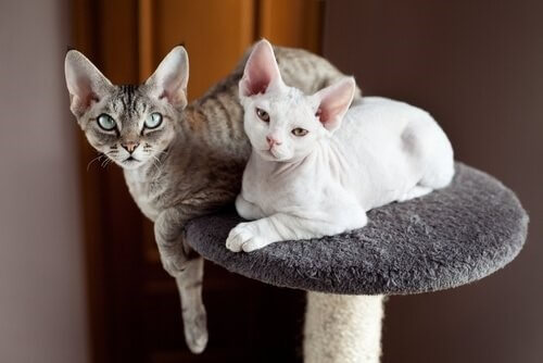 Devon-rex