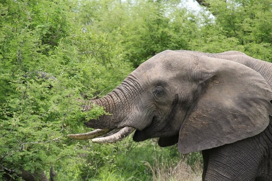 Elefant