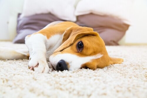Epilepsie bei Hunden: Symptome und Lösungen