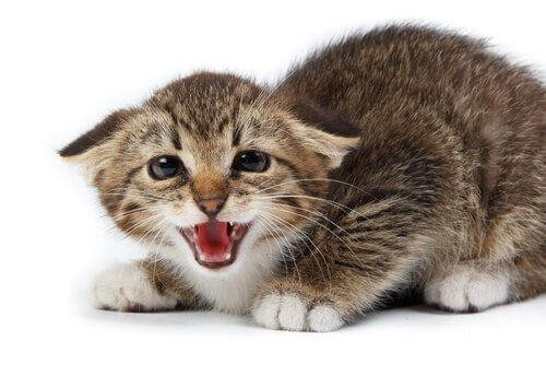 Fauchende-Katze
