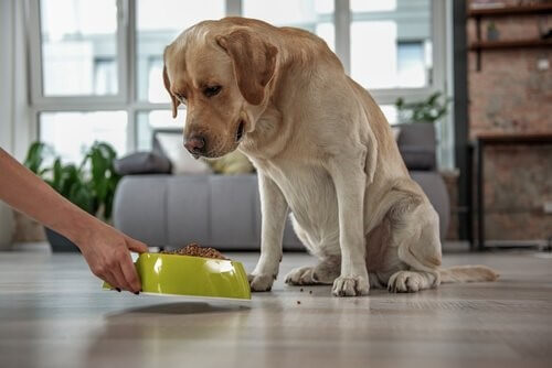 Getreidefreies Hundefutter - warum gibt es das?