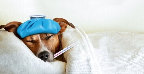 Hund mit Grippe