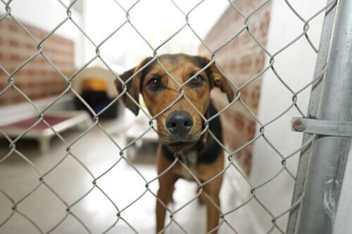 Adoption eines Hundes aus dem Tierheim