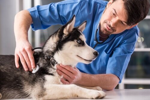 Wie du verhinderst, dass dein Hund bei einem Spaziergang davonläuft