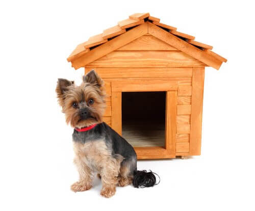 Hundehütte - kleiner Hund
