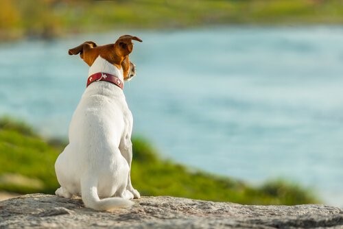 Was der Schwanz deines Hundes kommuniziert Deine Tiere